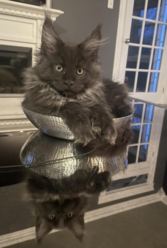 Maine Coon Family Canada Based Cattery 34 blue maine coon kitten canada