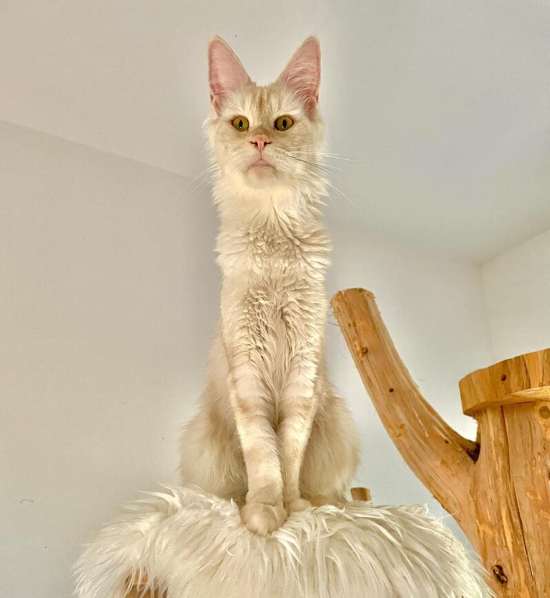 Maine Coon Family Canada Based Cattery 35 maine coon familly canada