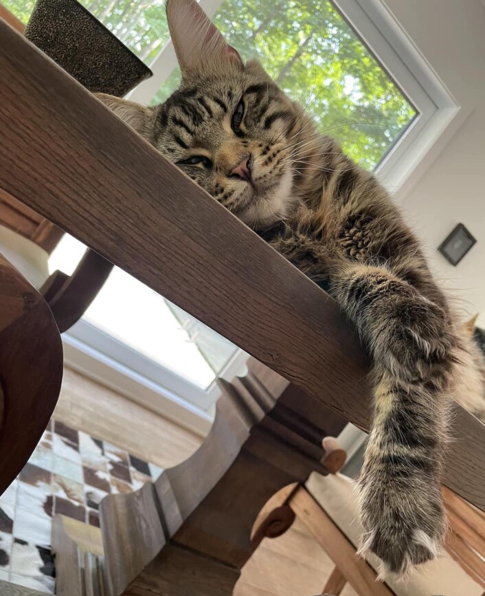 Maine Coon Family Canada Based Cattery 38 maine coon familly quebec