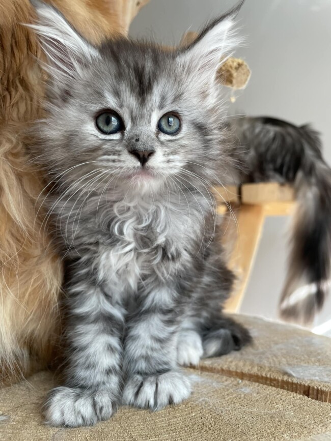 Maine Coon Family Cattery | Canada Based Pure Breed Maine Coon Kittens