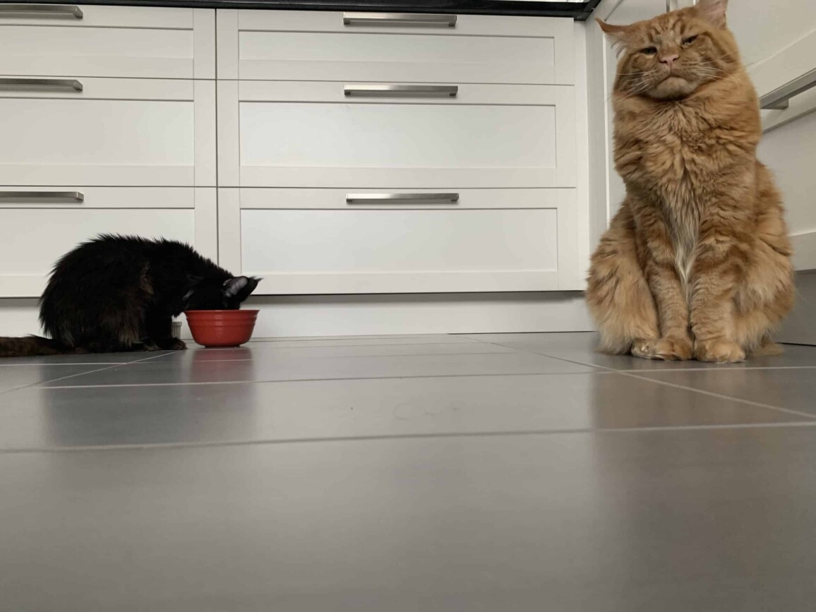 Maine Coon Family Canada Based Cattery 51 Chats Maine Coon