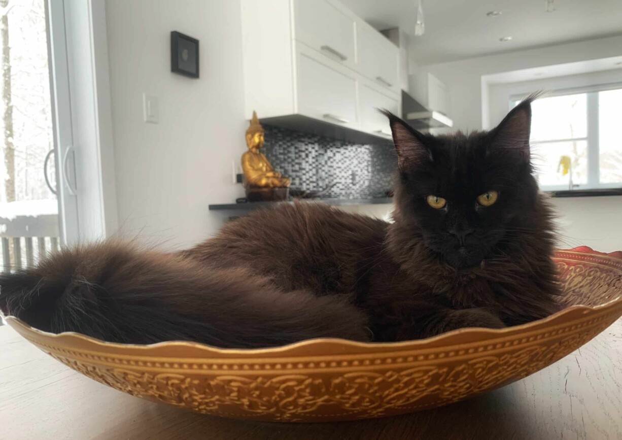 Maine Coon Family Canada Based Cattery 52 maine coon breeder