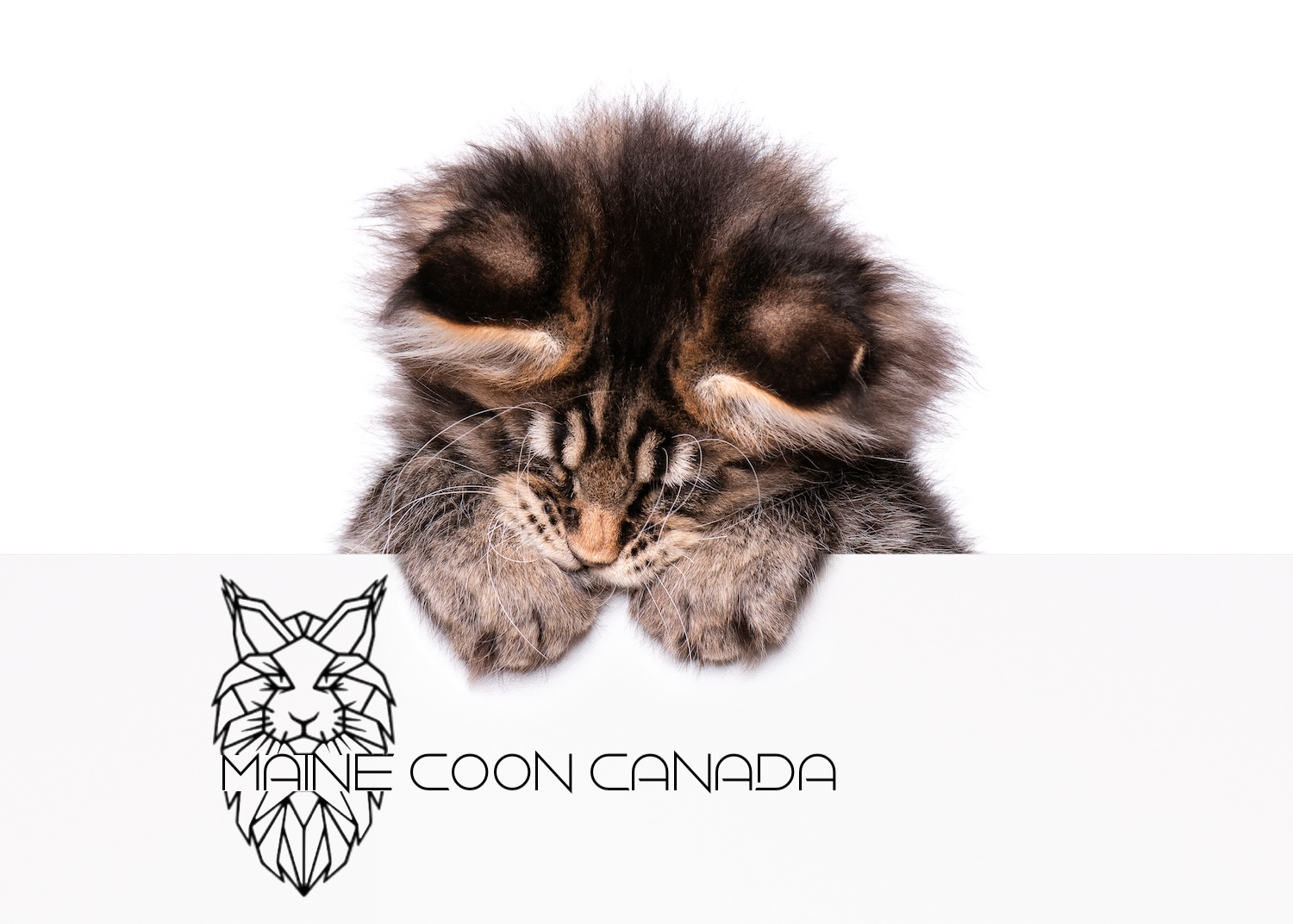 Maine Coon kitten holding sign or banner. Funny pet black tabby cat showing placard with space for text. Beautiful domestic kitty with blank board, isolated on white background.