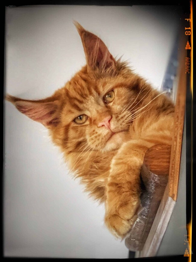 Maine Coon Family Canada Based Cattery 46 maine coon laurentides