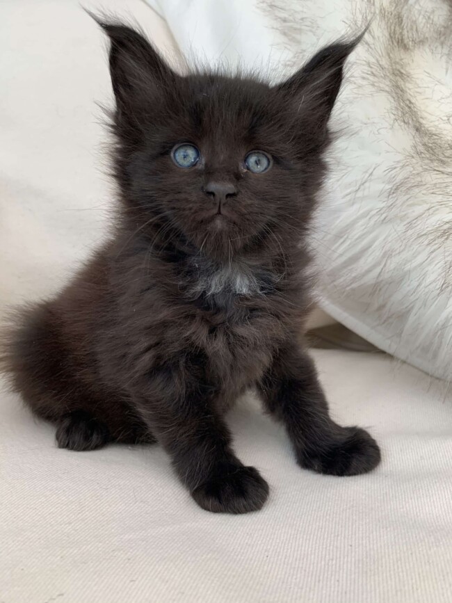 Maine Coon Family Canada Based Cattery 44 smoke maine coon kitten