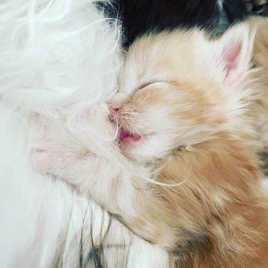 Maine Coon Family Canada Based Cattery 21 maine coon canada kitten