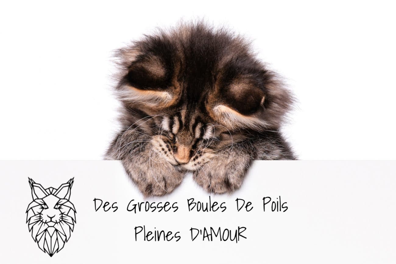 maine coon chats quebec