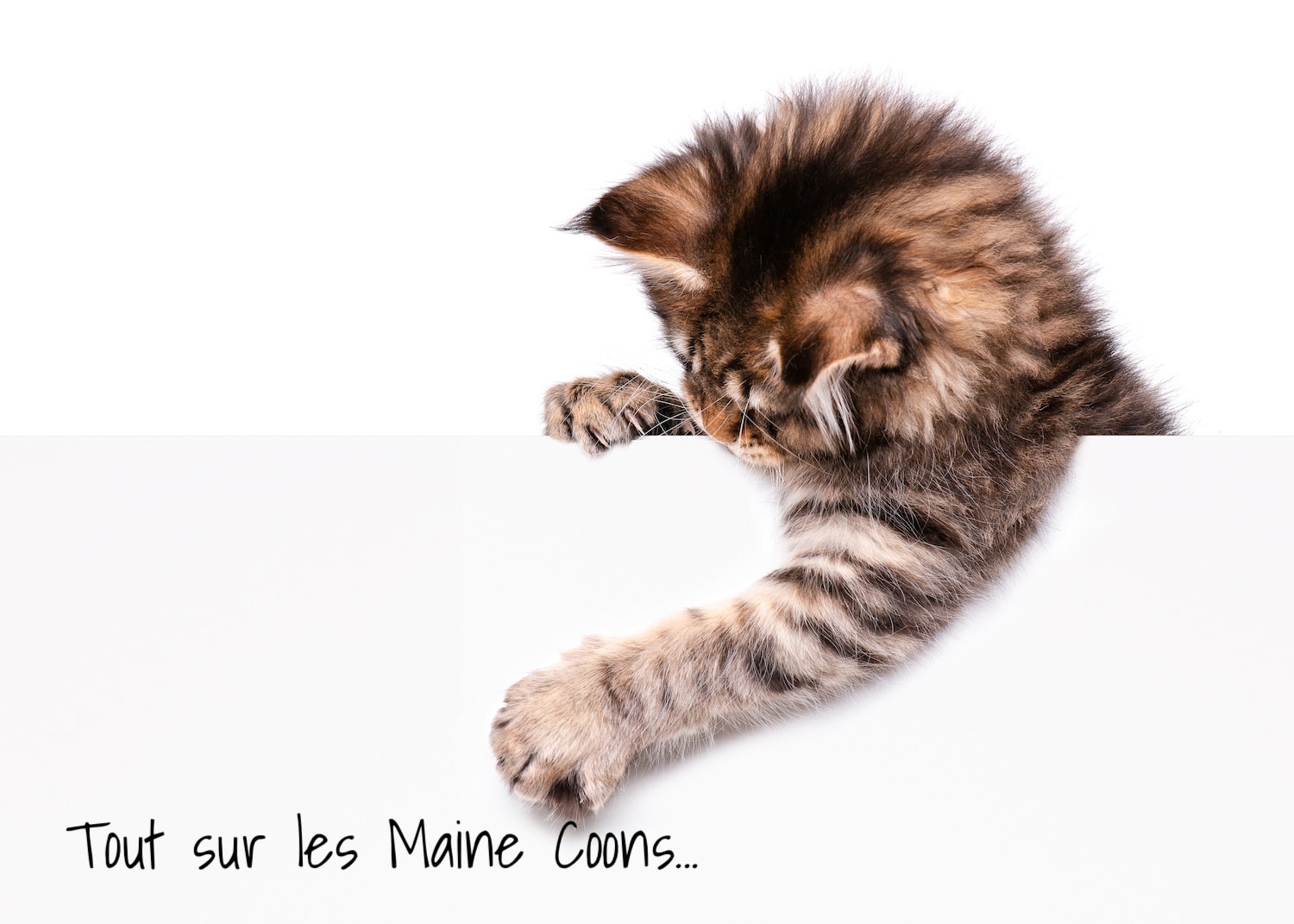 maine coons quebec