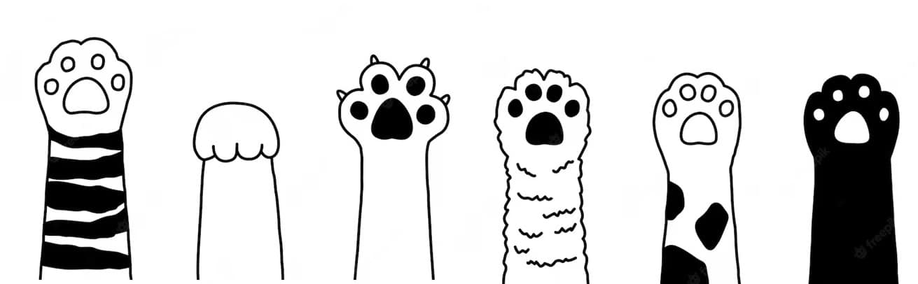 Understanding the Risks of Declawing 1 Maine Coon kitten lying on a white background