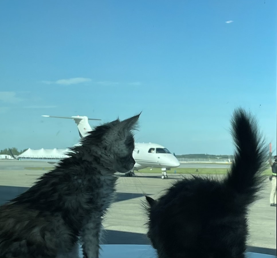 maine coon canada Kittens transport