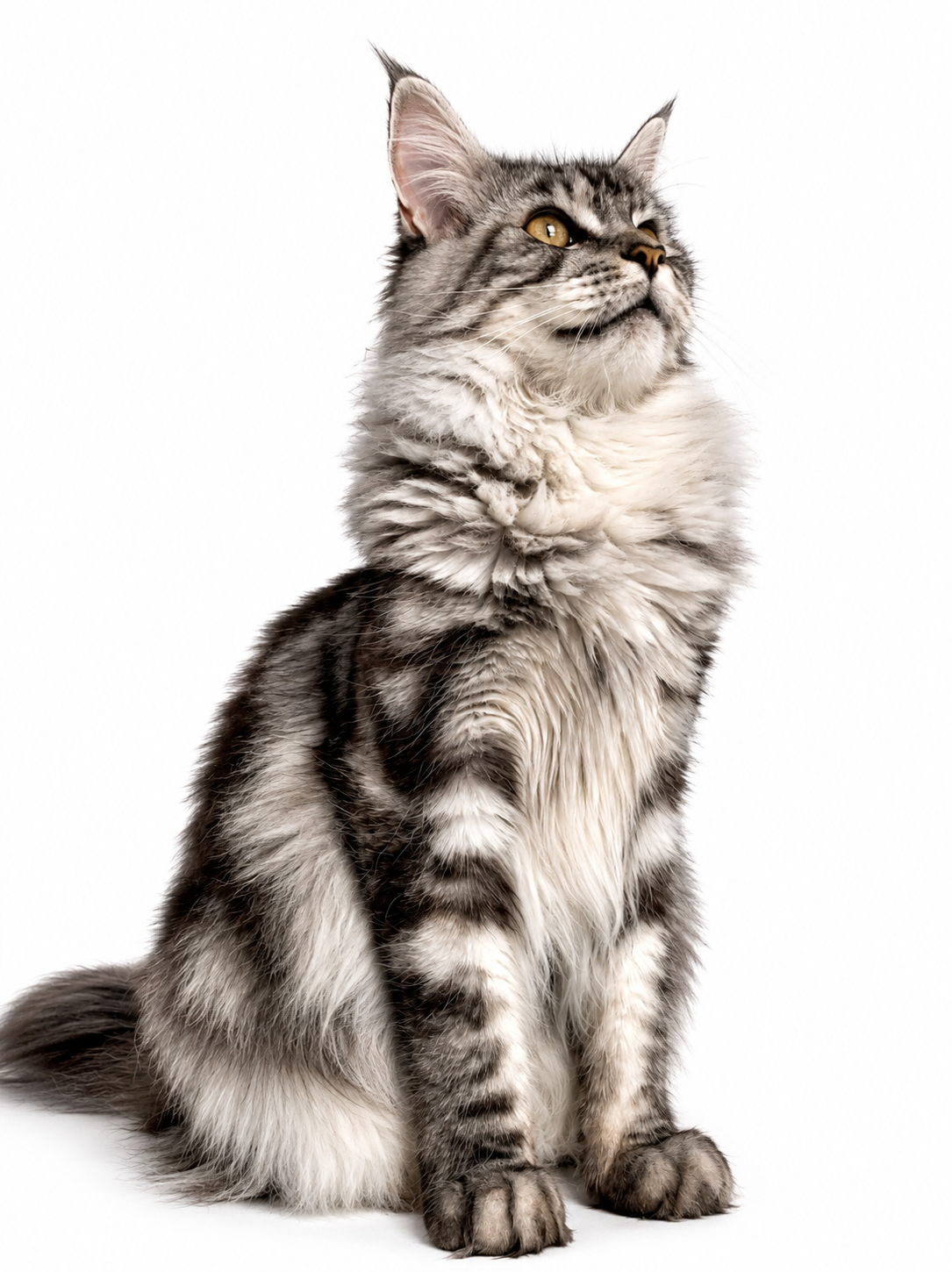 Maine Coon Breeder Canada