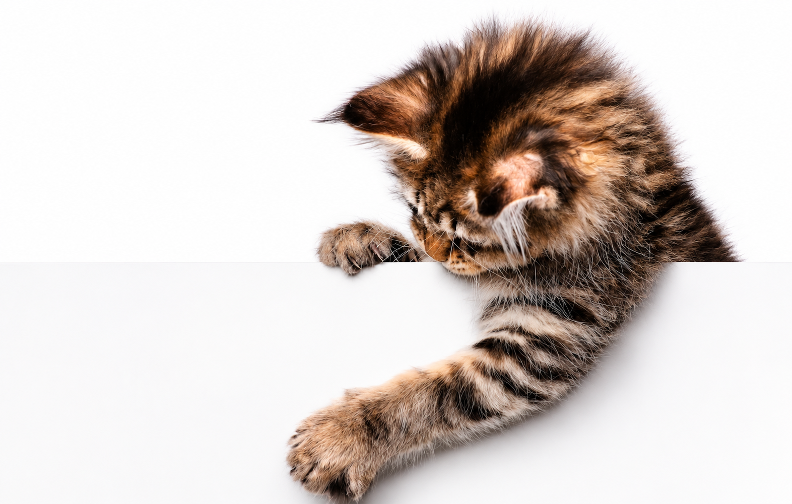 history of maine coons