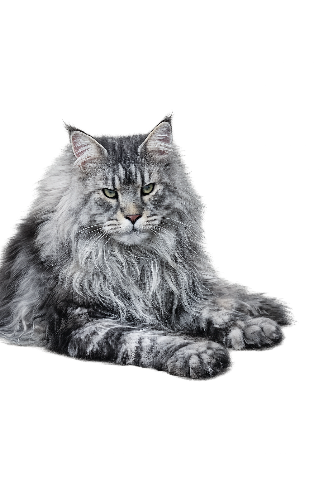 Polydactyl Maine Coon Cats: Everything You Need to Know 3 maine coon Polydactyl