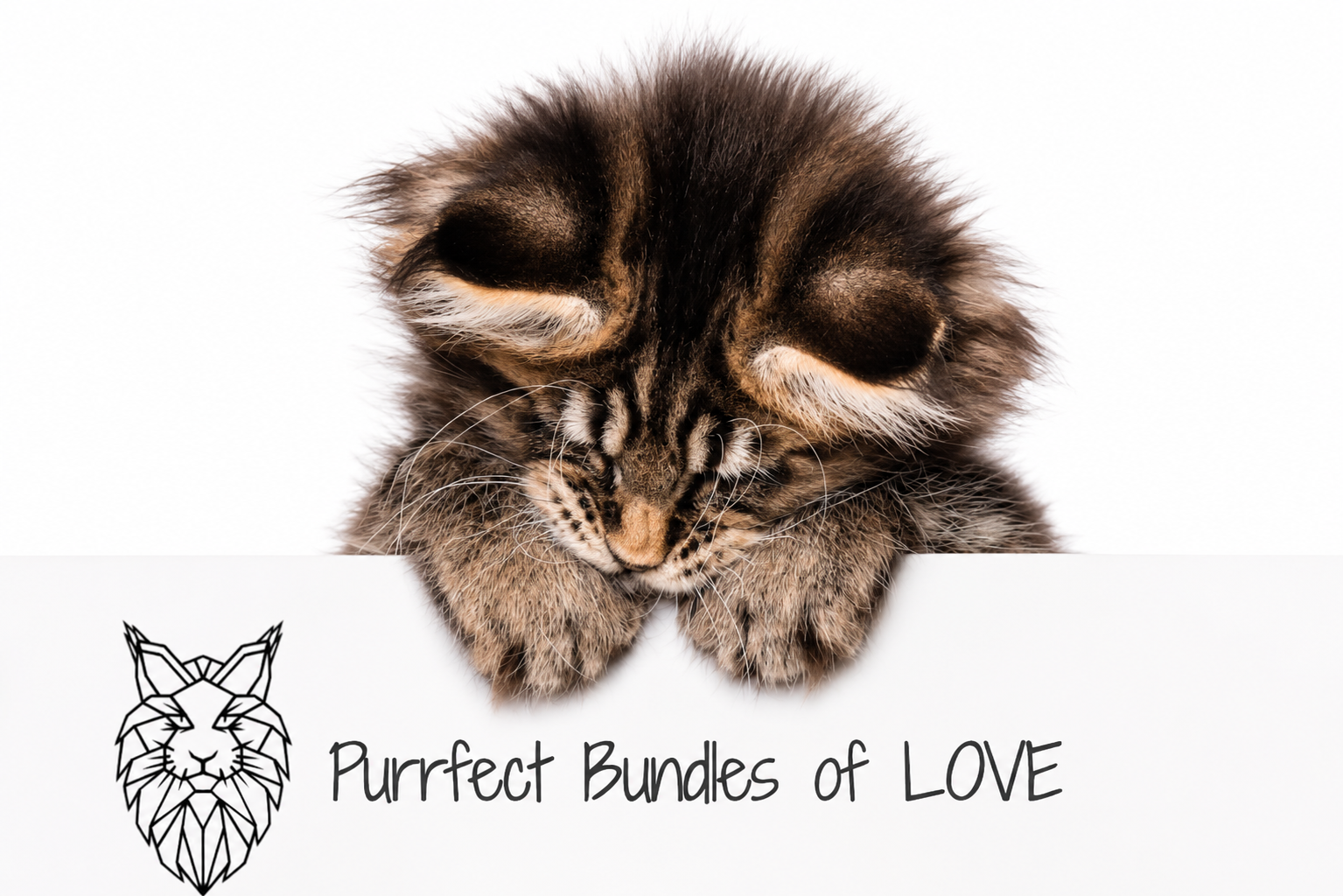 what is a maine coon cat